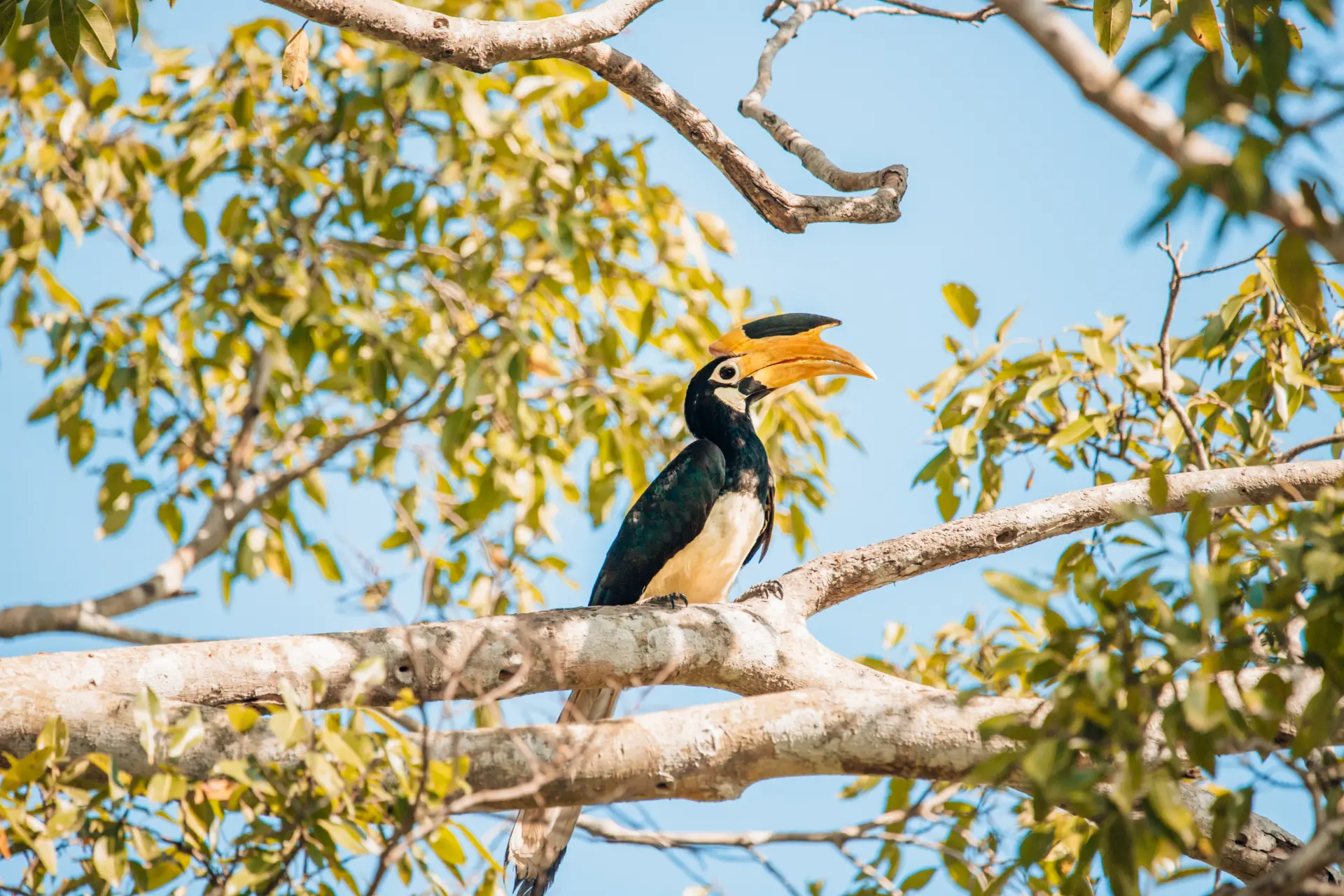Safari e tramonto a Mirissa — Udawalawe · Mirissa