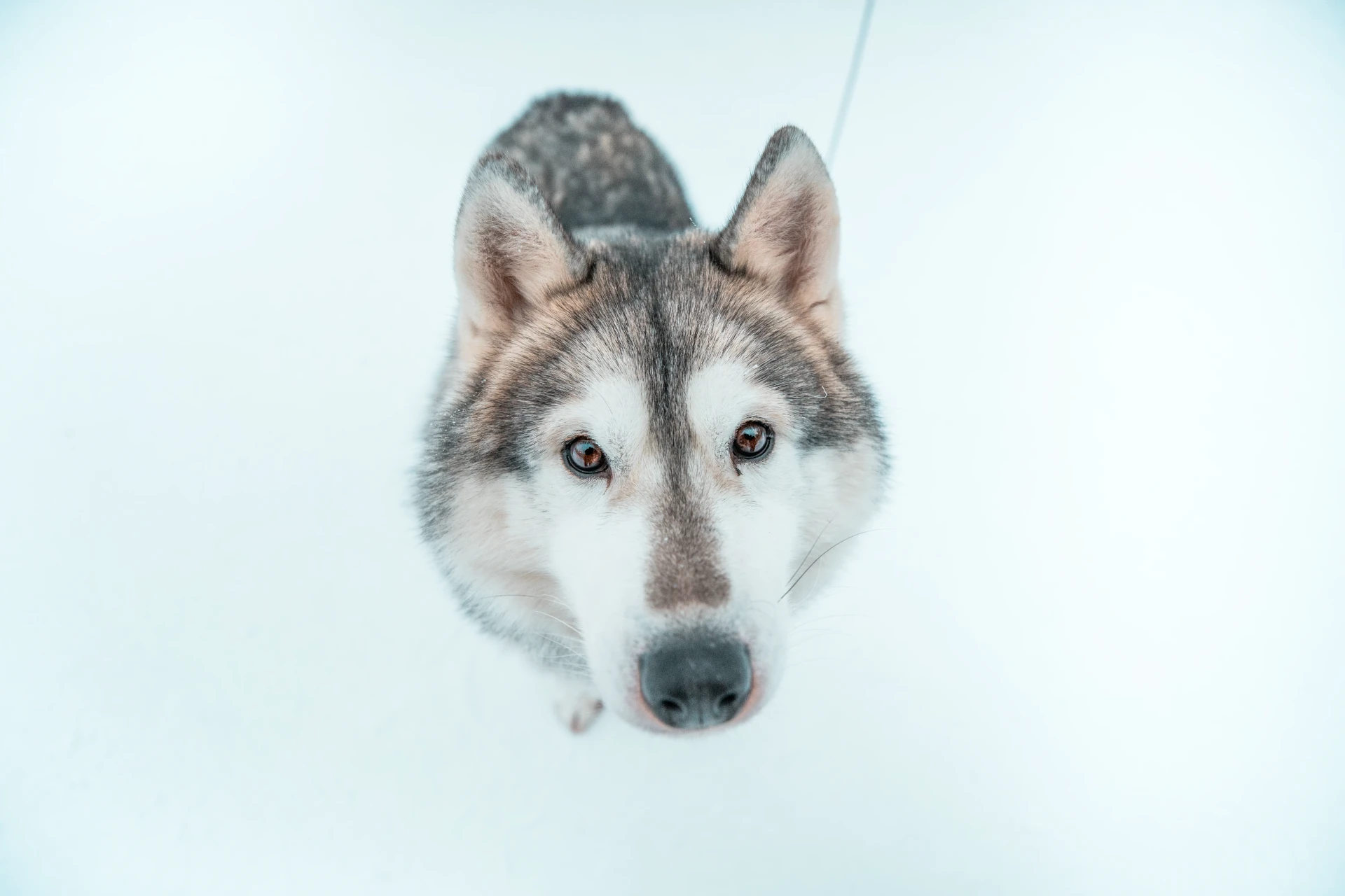 Villaggio di Babbo Natale e husky — Rovaniemi