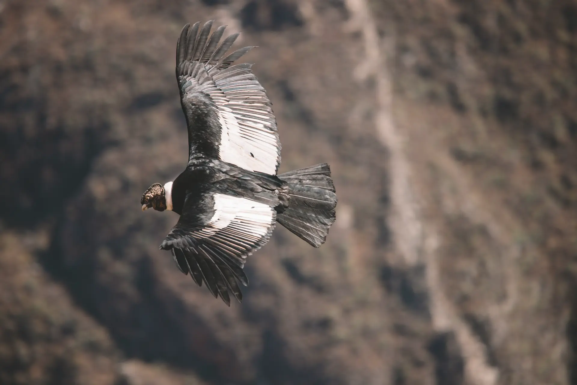 Colca e condor, in viaggio verso Puno — Colca · Puno