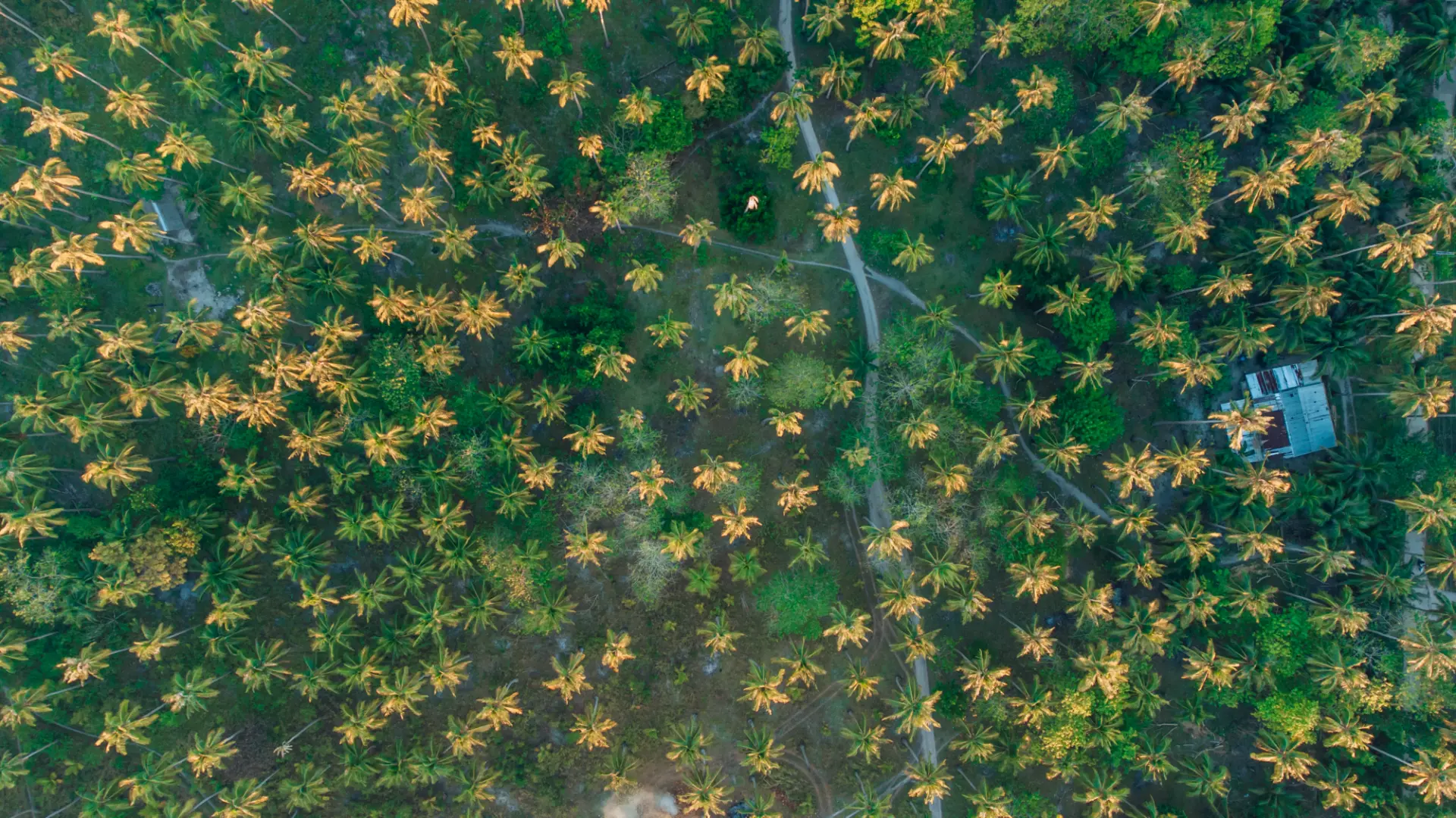 Foresta di palme da cocco vista dal drone