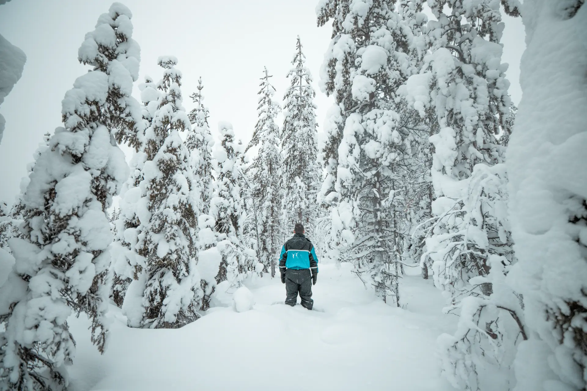 Camminata nella foresta innevata della Lapponia