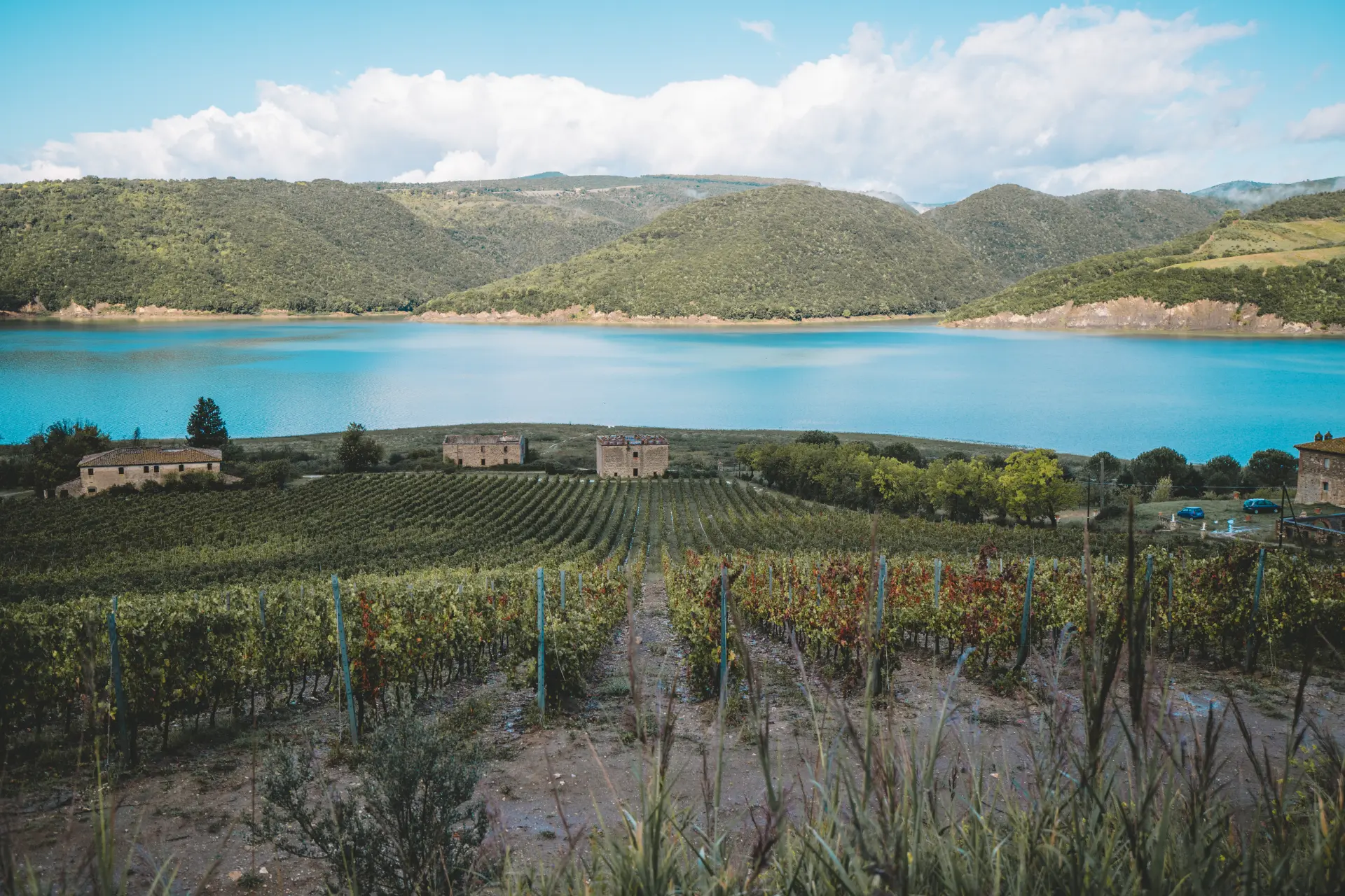Vigneti affacciati sul lago di Corbara