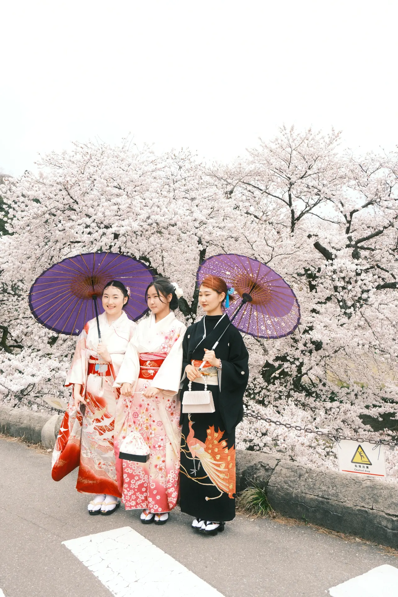 Ragazze in kimono con ombrelli viola sotto i ciliegi in fiore