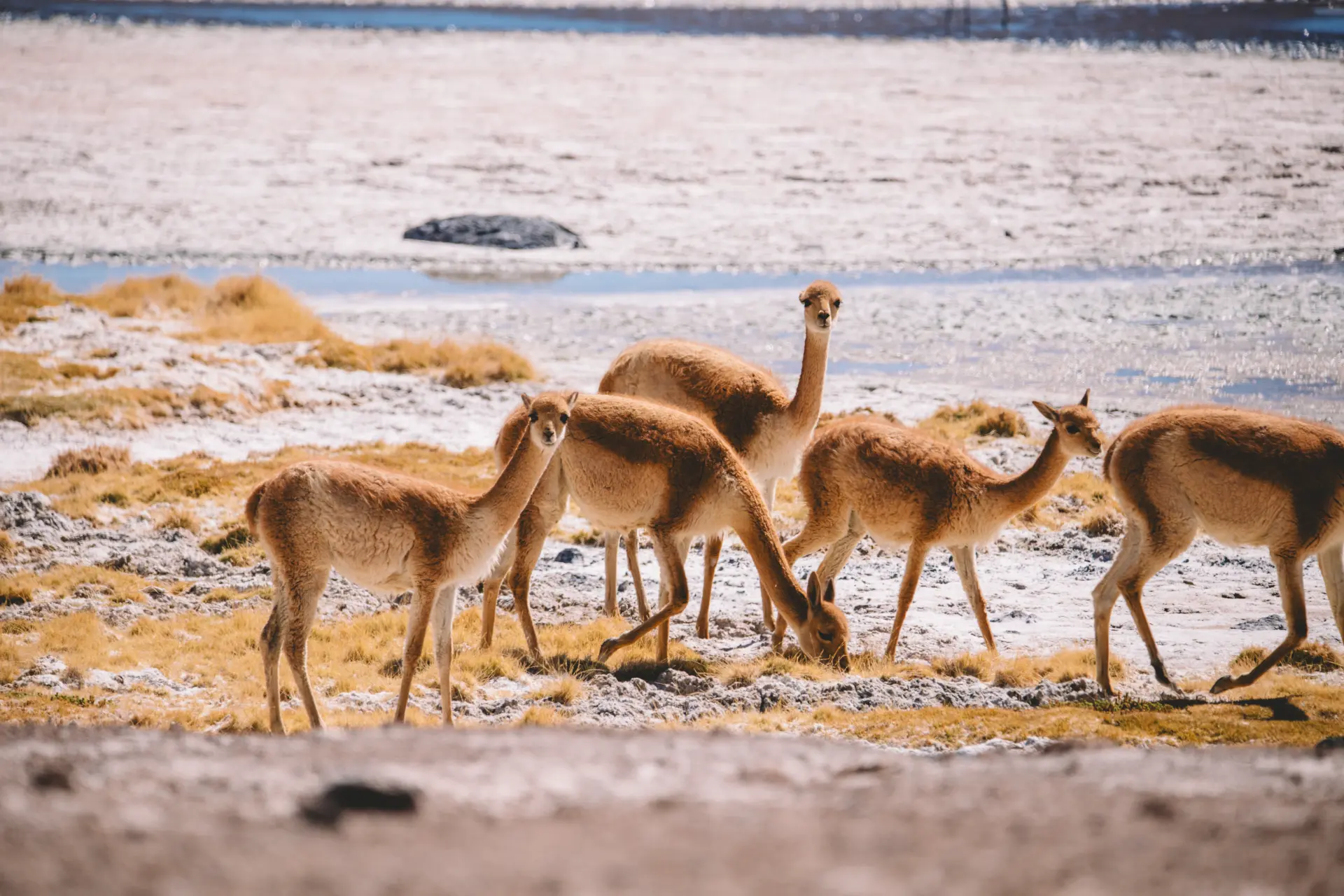 Un gruppo di vigogne al pascolo lungo una laguna salata