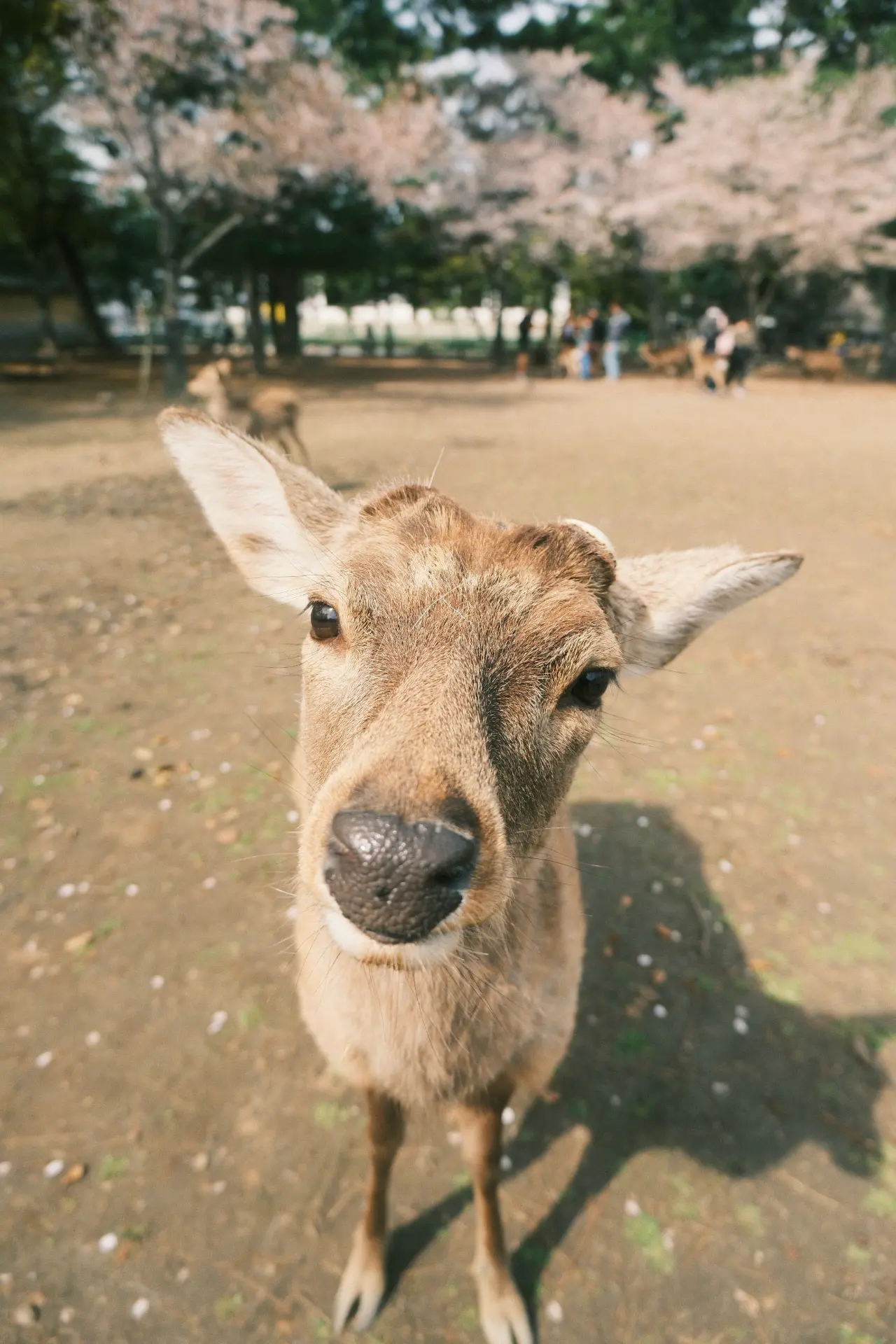 Nara — Nara