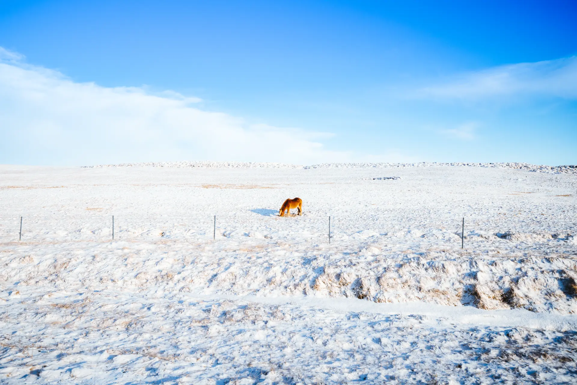 Cavallo islandese solitario in una piana innevata