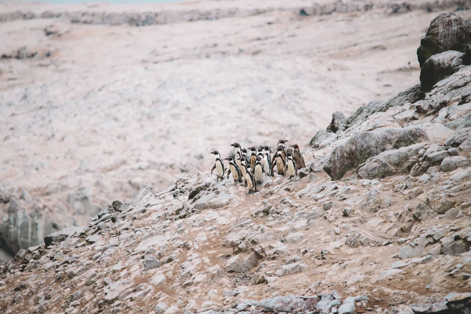 Pinguini di Humboldt in fila sulle rocce delle Islas Ballestas