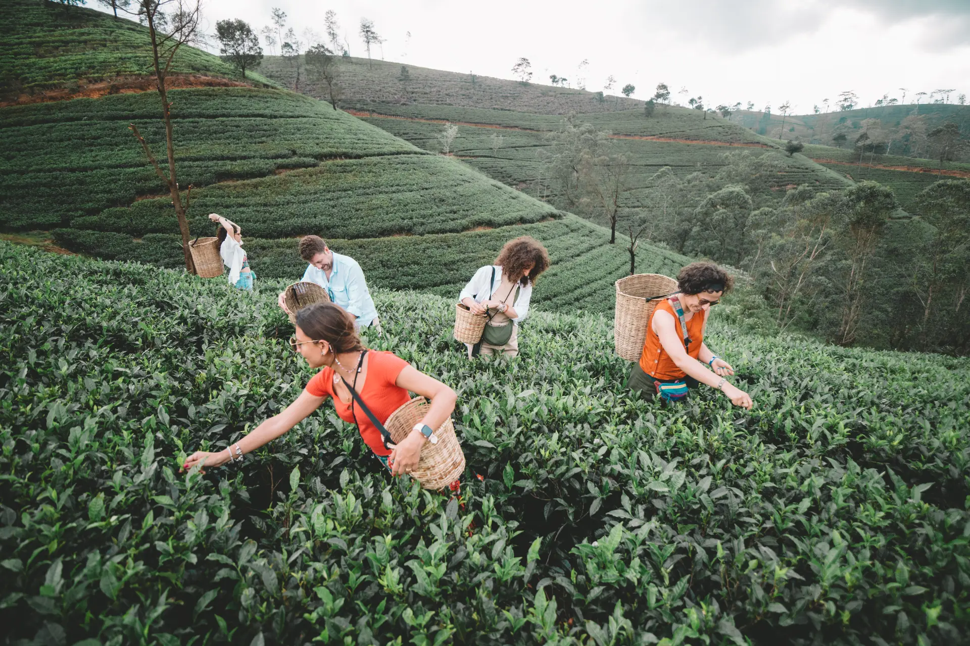 Raccolta delle foglie di tè con le ceste tra le colline di Nuwara Eliya