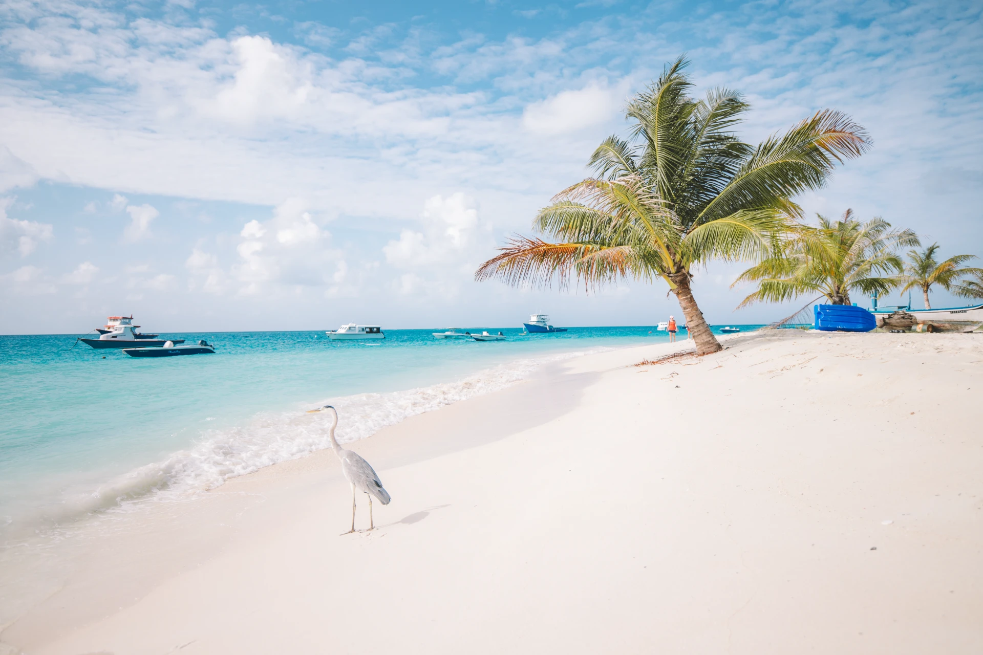 Un airone sulla spiaggia di Maafushi tra palme e barche all'ancora