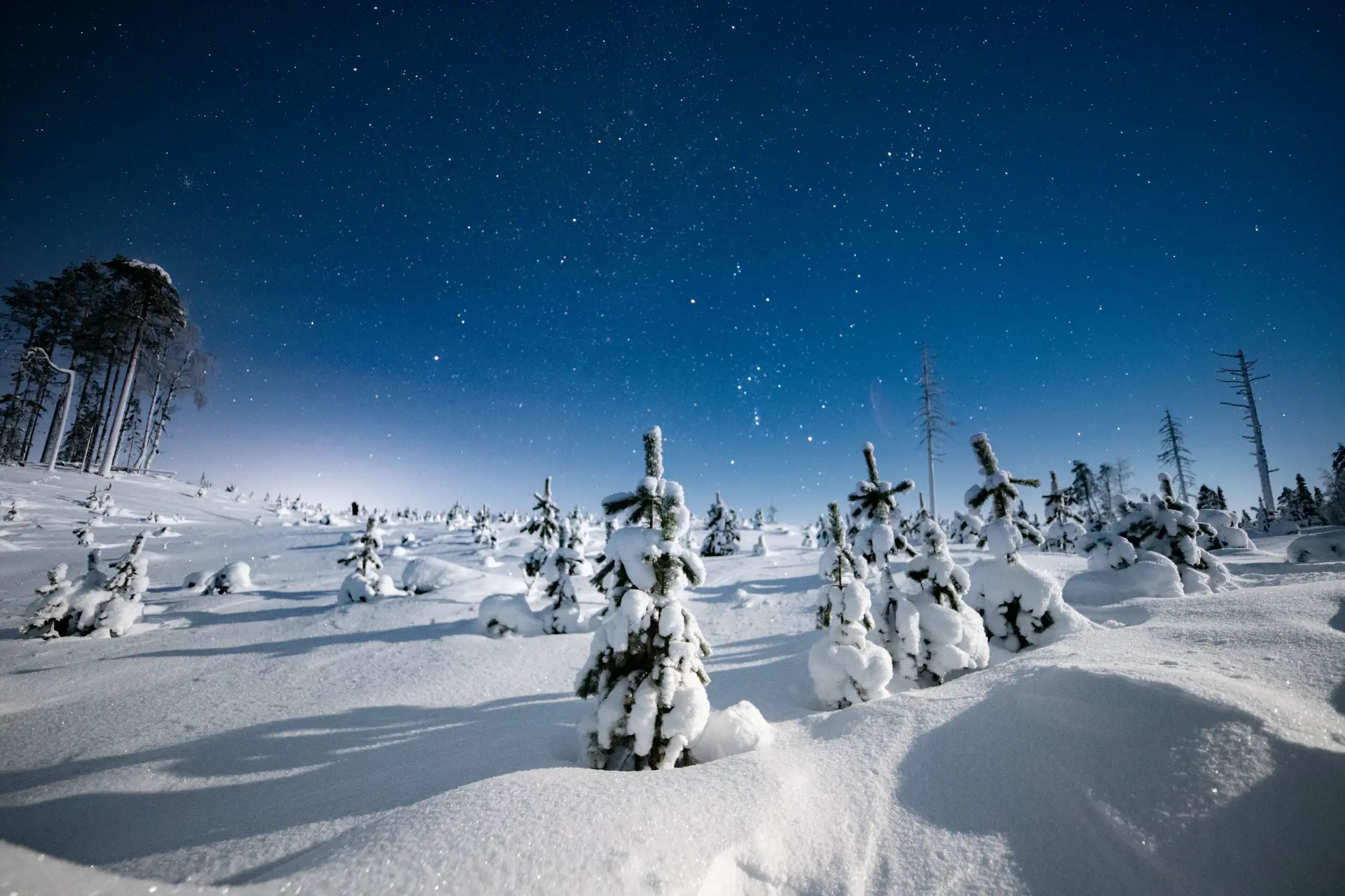 Cielo stellato sopra gli abeti carichi di neve
