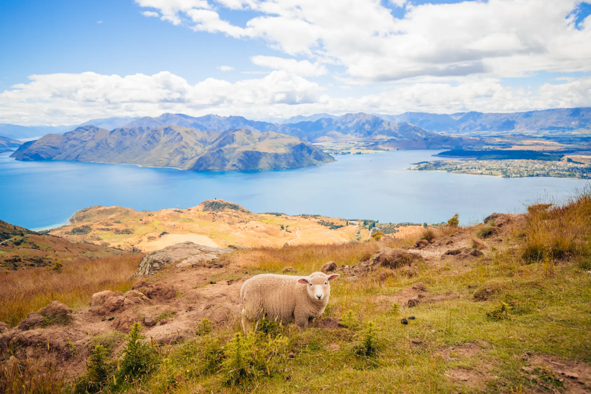 Pecora sul sentiero del Roys Peak sopra il lago Wanaka