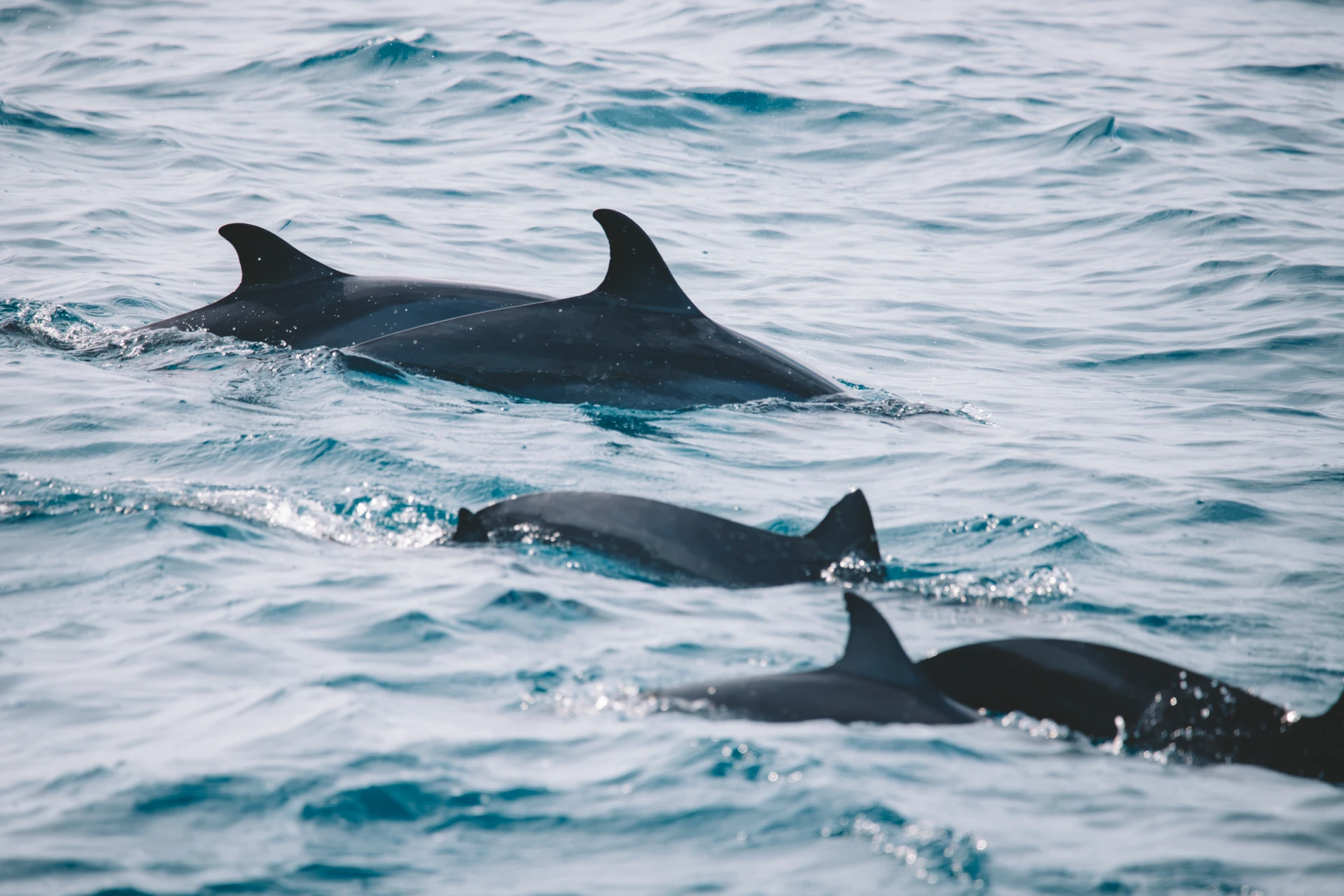 Un gruppo di delfini che nuota accanto alla barca al largo di Mirissa