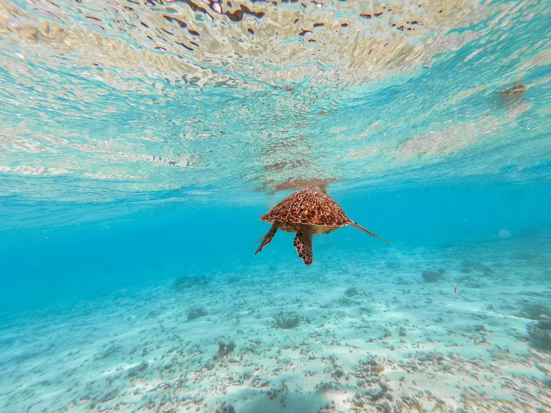 Turtle point — Biyadhoo Island Resort