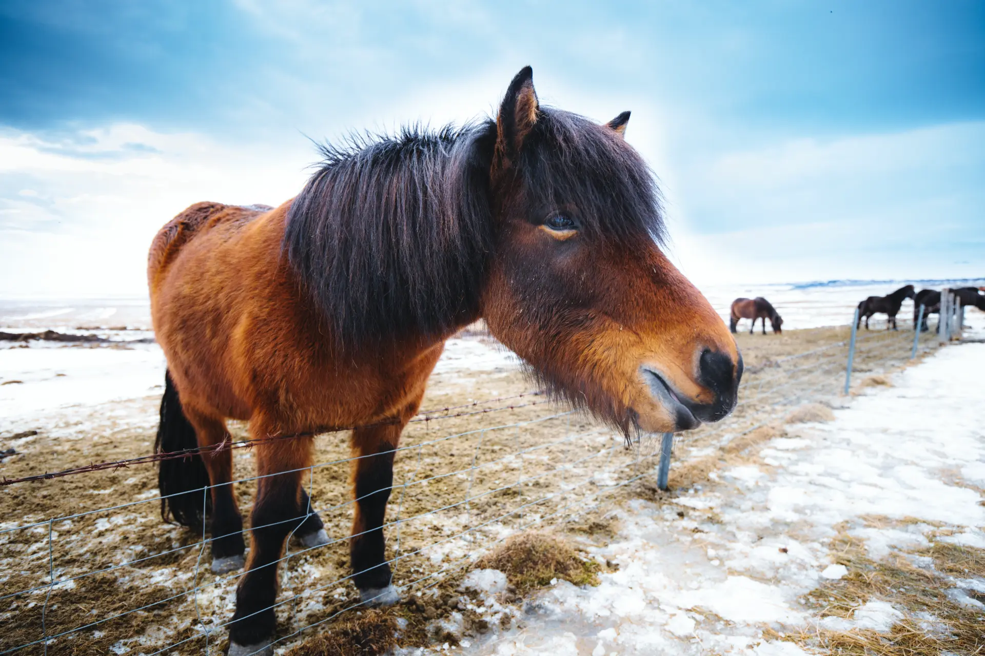 Cavallo islandese vicino al recinto