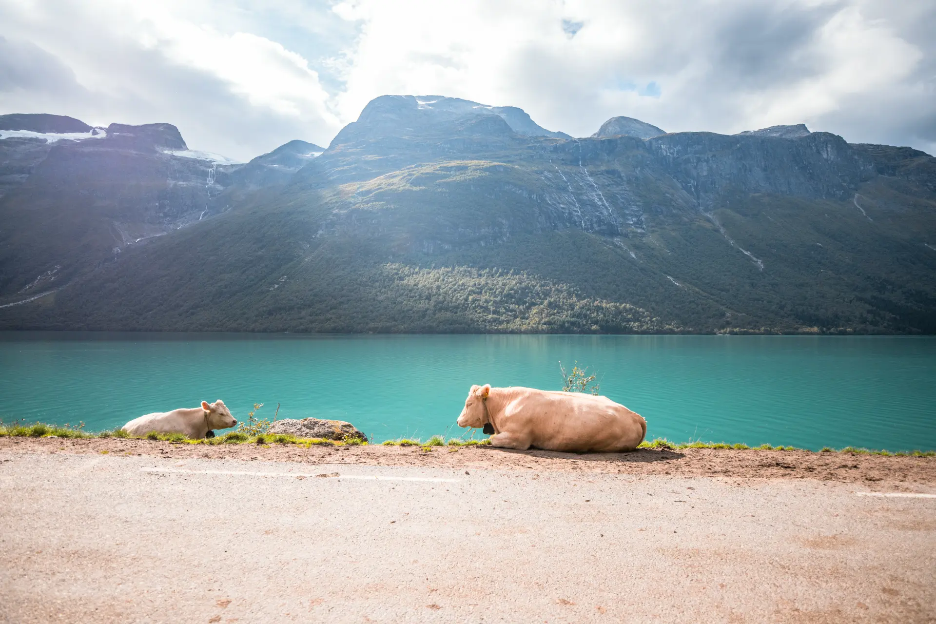 Due mucche sdraiate davanti al lago turchese di Lovatnet