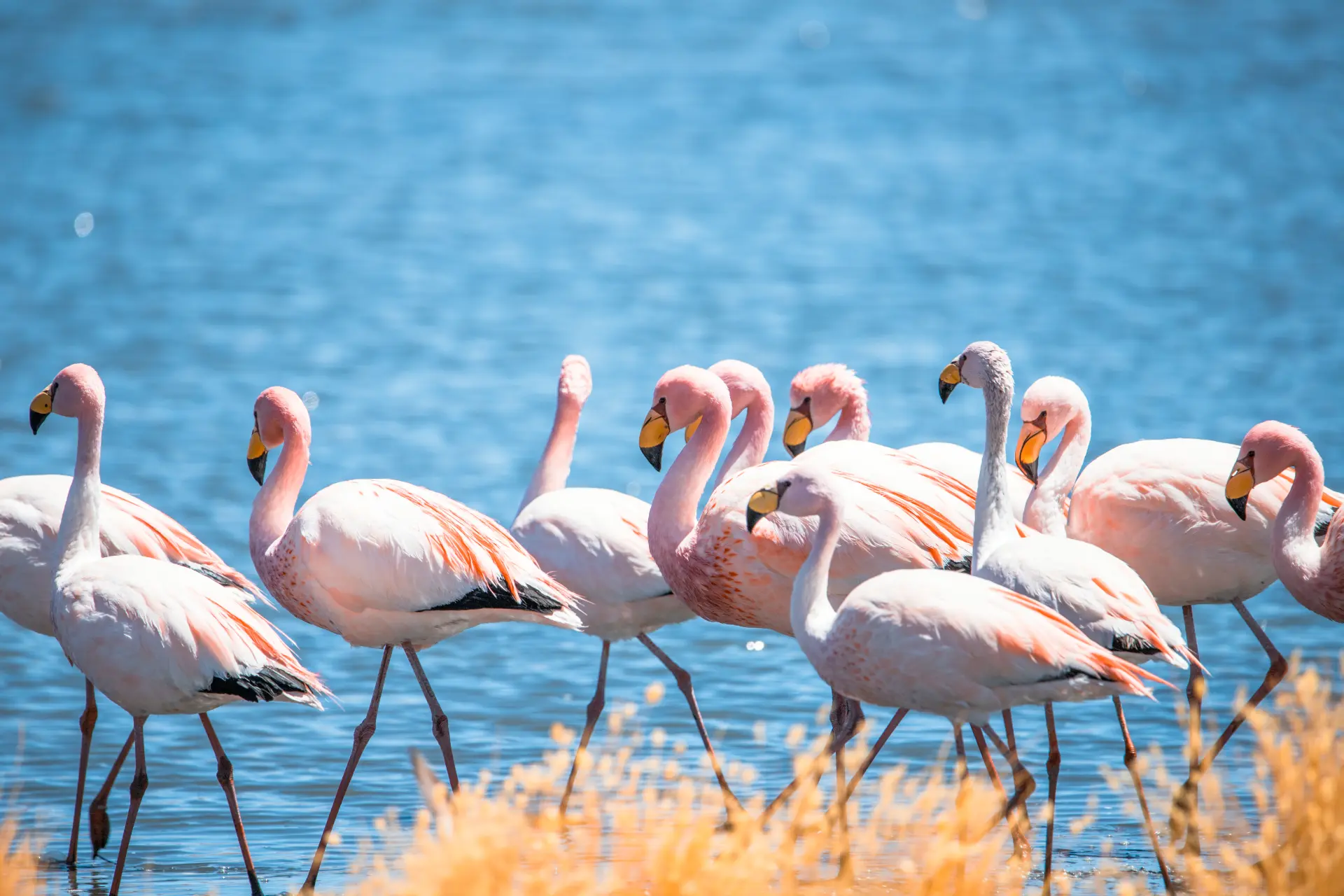 Fenicotteri rosa che camminano in una laguna andina