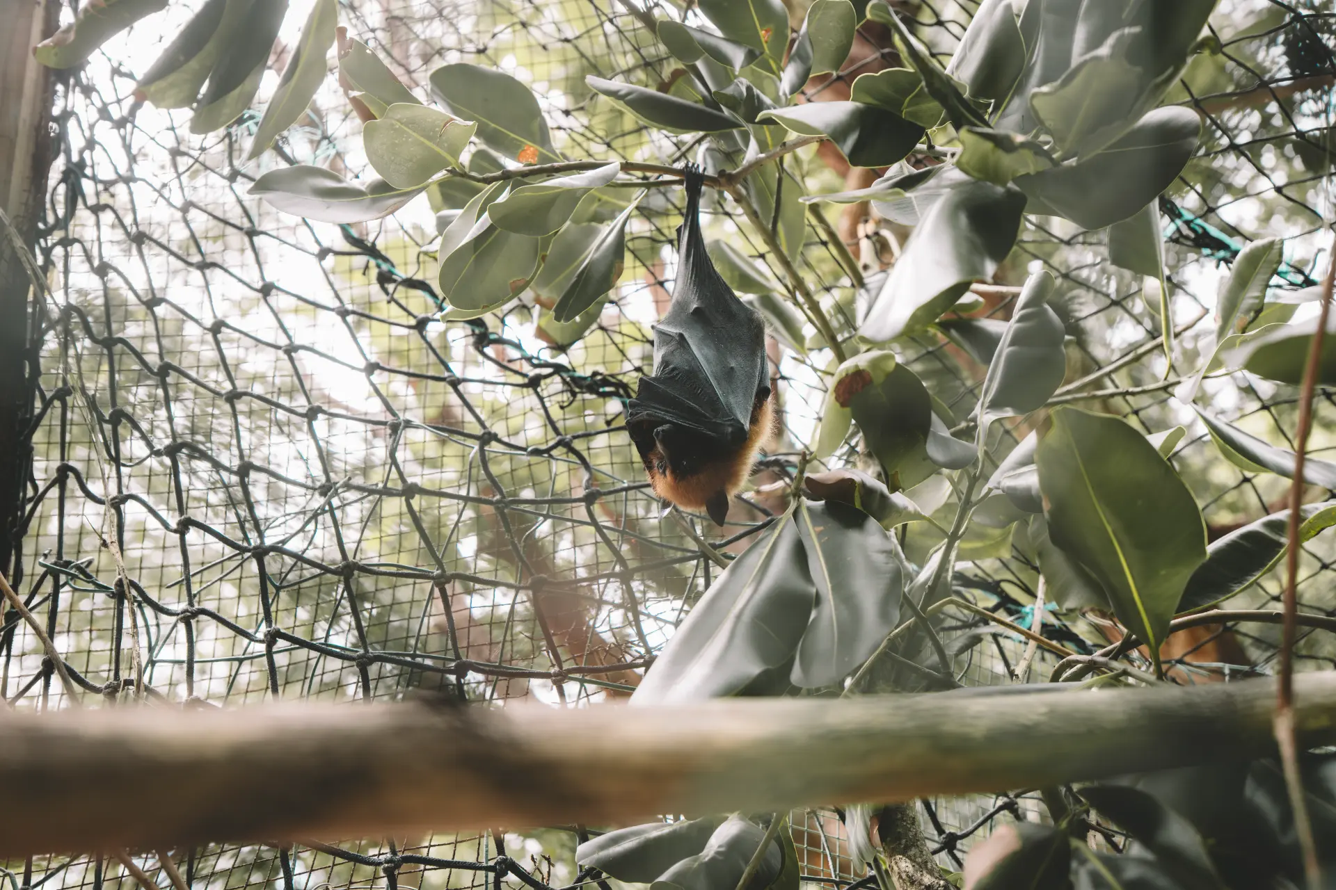 Una volpe volante appesa a un ramo nel parco