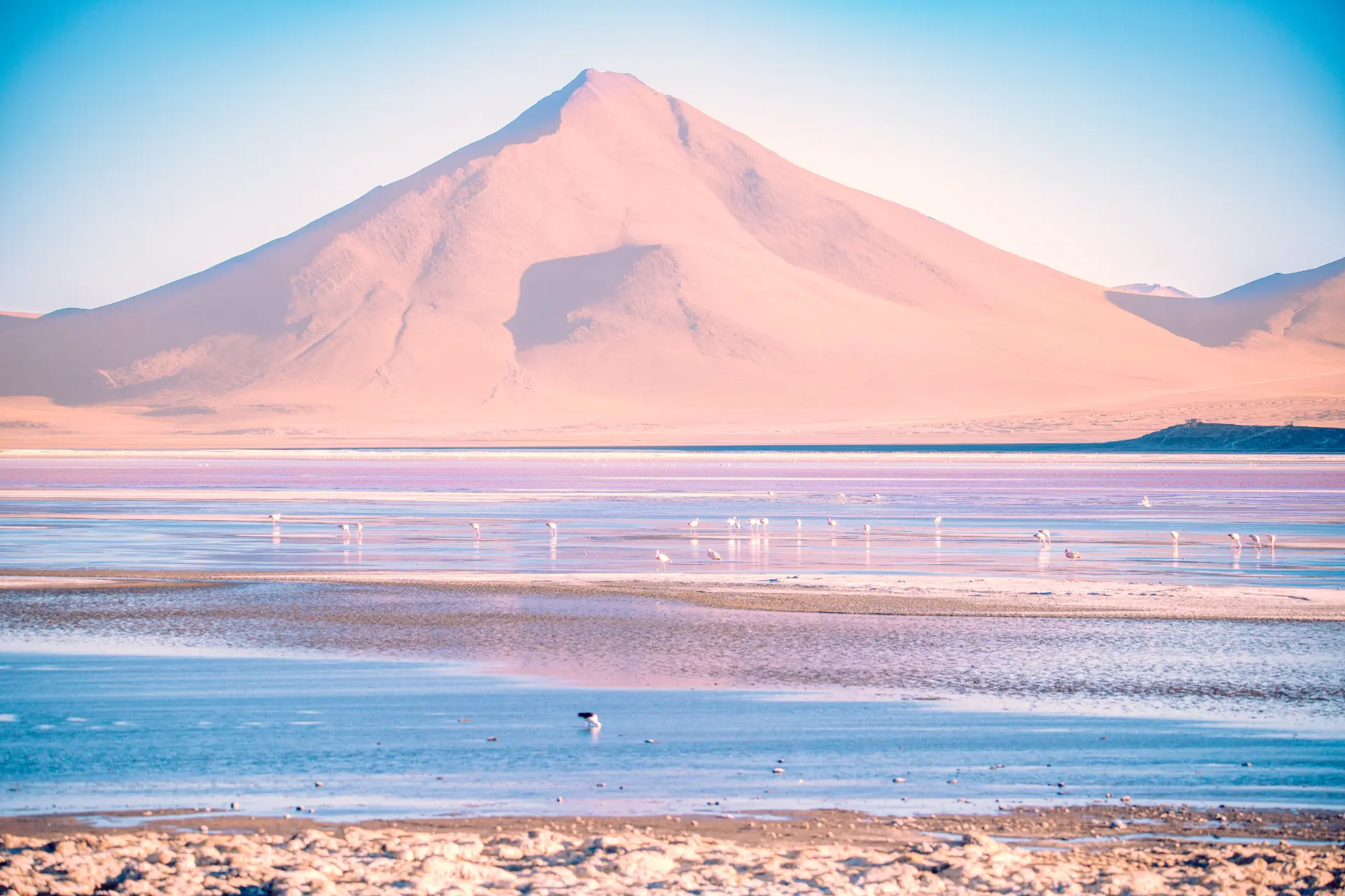 Laguna Colorada e fenicotteri — Reserva Eduardo Avaroa