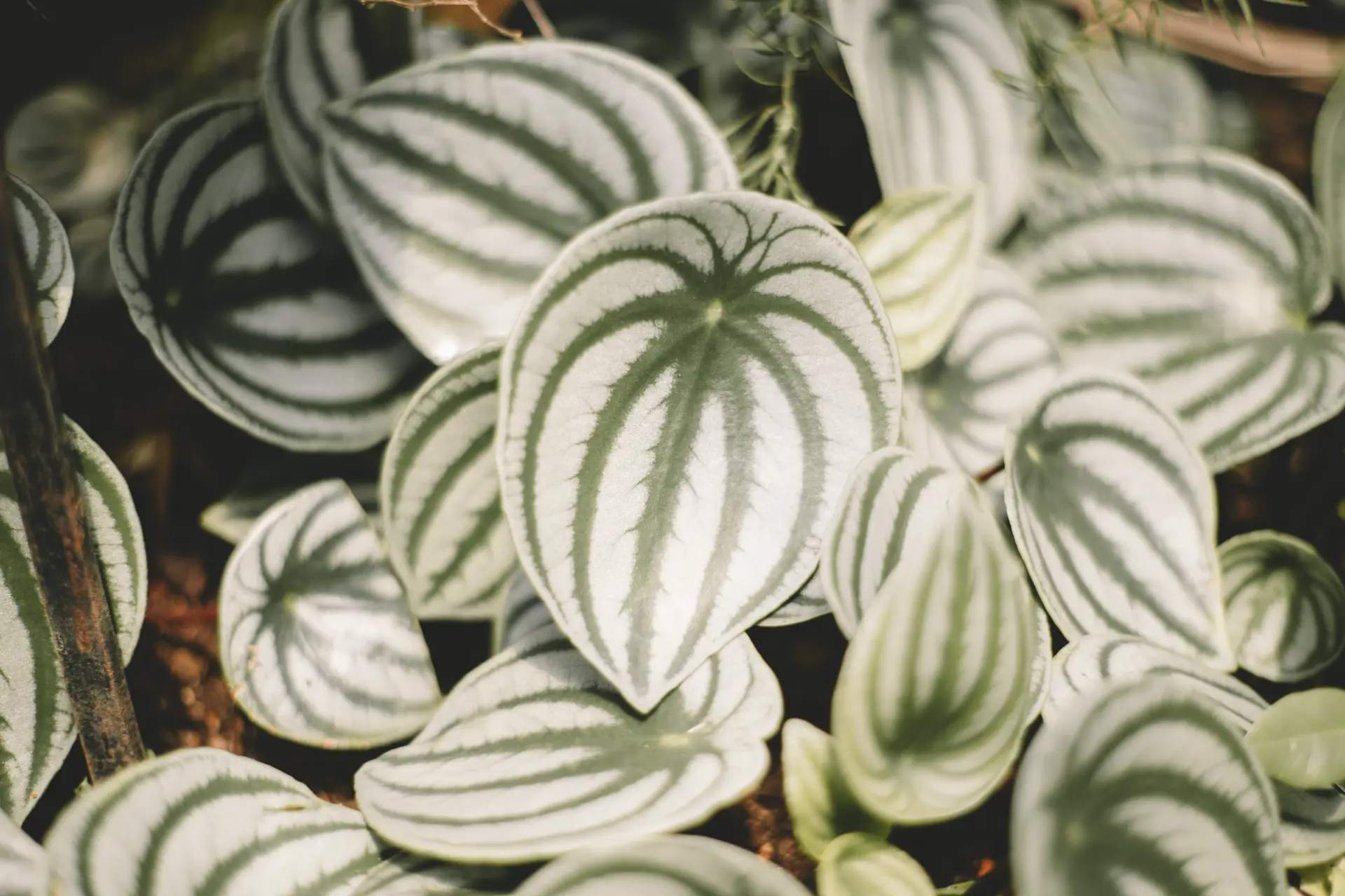 Foglie di peperomia dalle striature argentate nel giardino tropicale