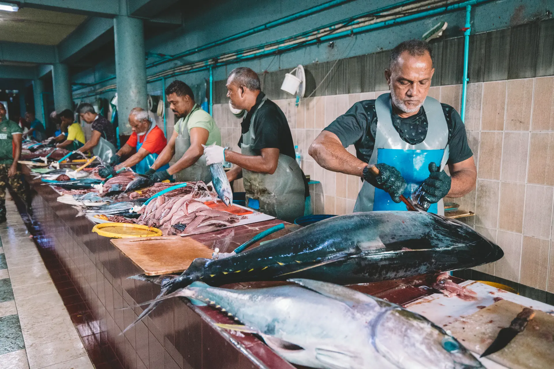 Malè e il mercato del pesce — Malè