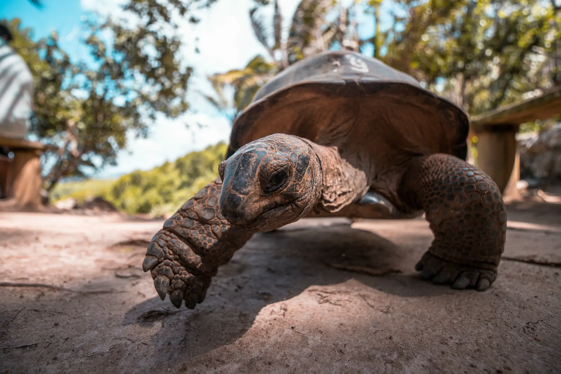 Una tartaruga gigante che ci viene incontro a L'Union Estate
